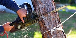 Best Commercial Tree Services  in Columbia, PA